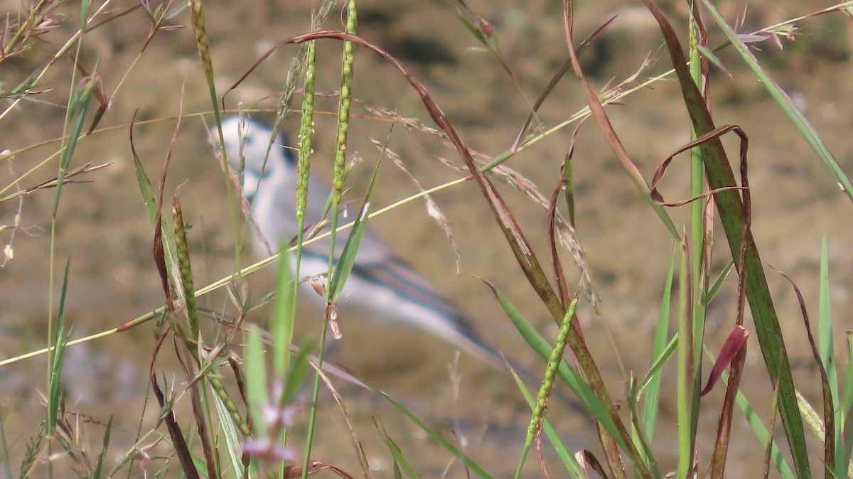 Bergeronnette grise - ML644658046