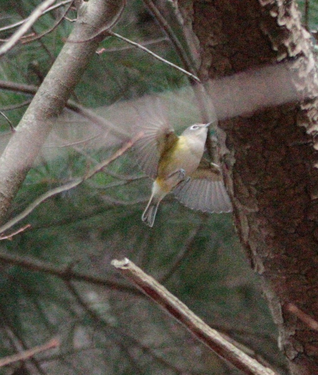 Blue-headed Vireo - ML644658059