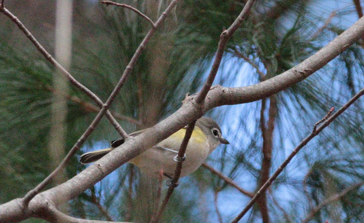 Blue-headed Vireo - ML644658060