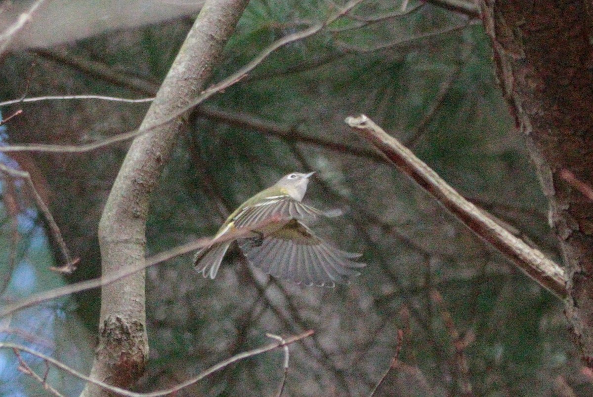 Blue-headed Vireo - ML644658061