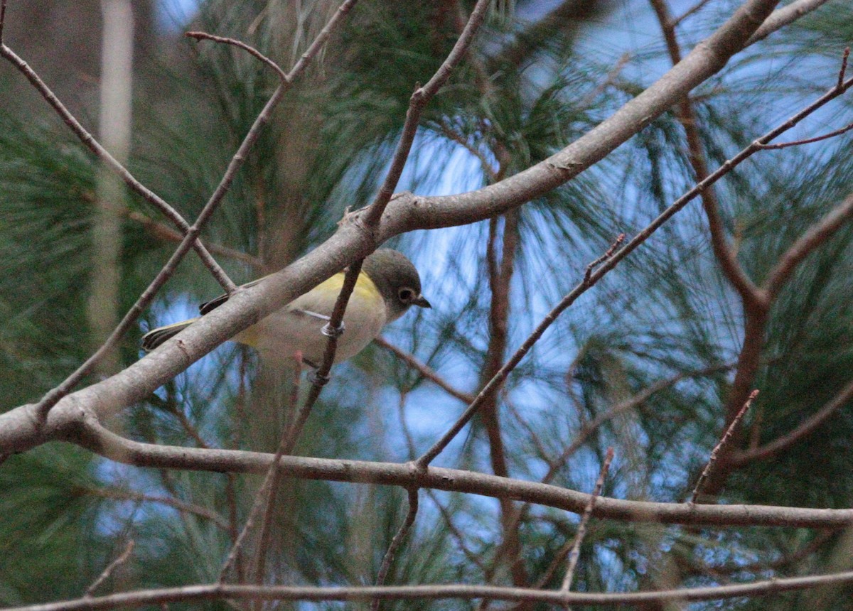 Blue-headed Vireo - ML644658062