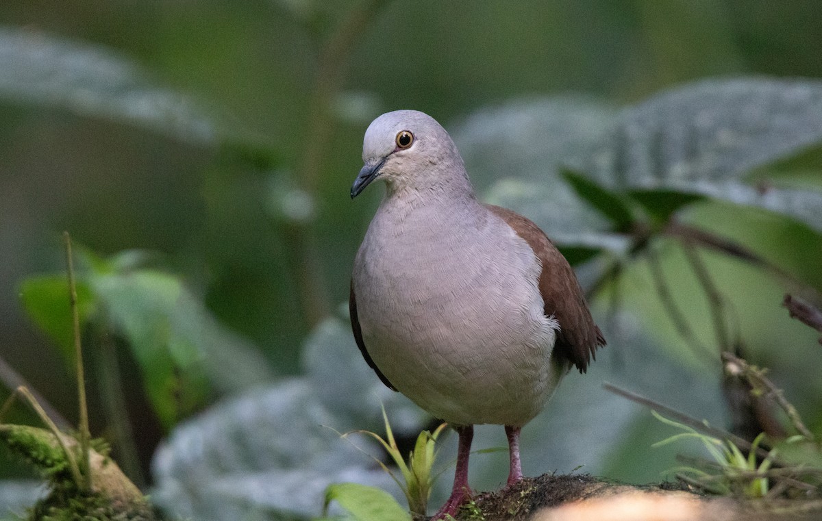 Pallid Dove - ML644658067