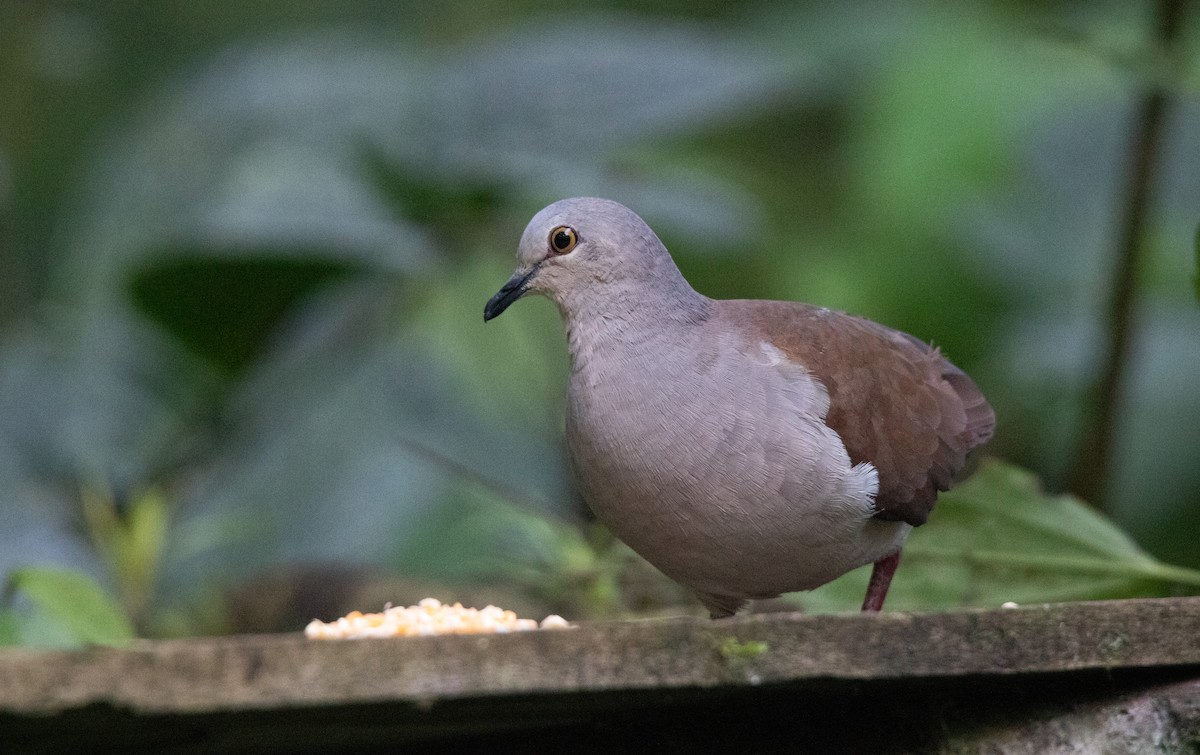 Pallid Dove - ML644658068