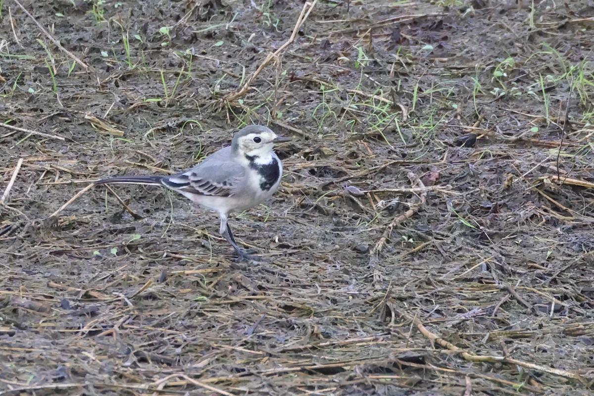 Bergeronnette grise - ML644658070