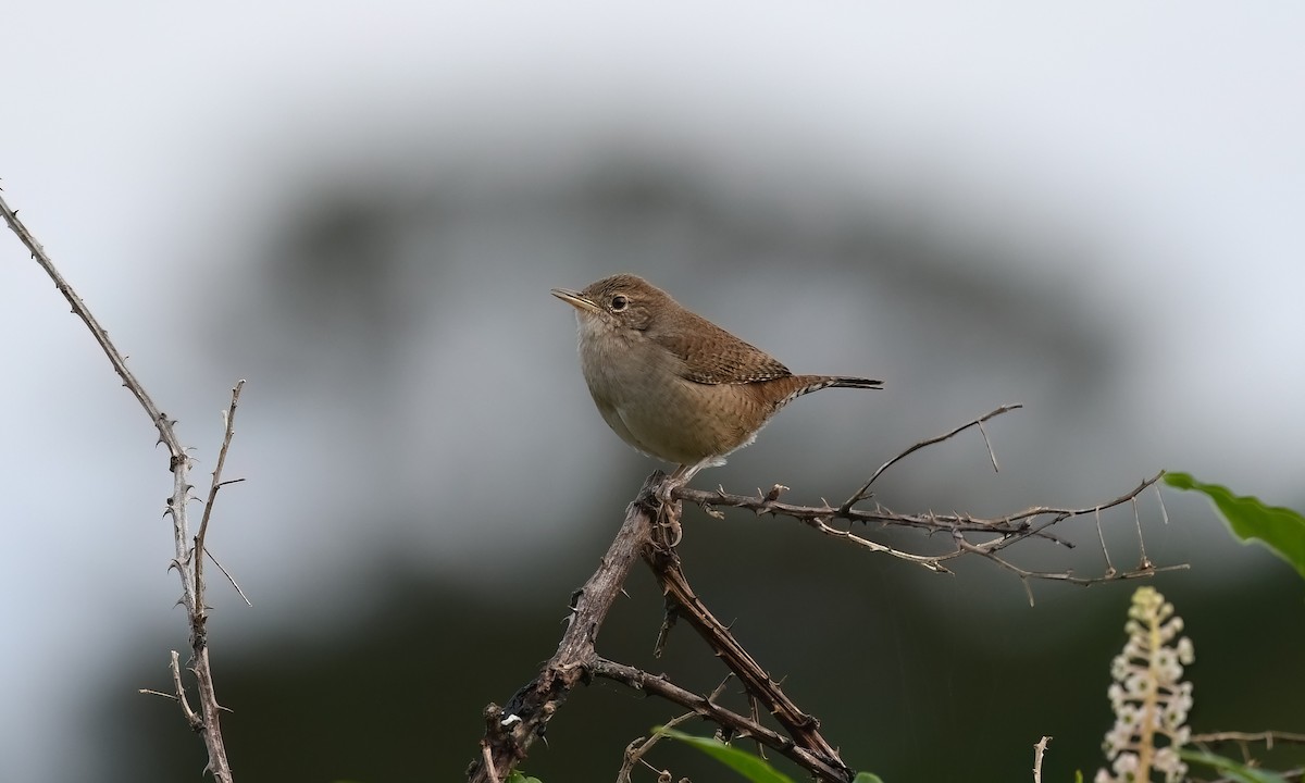 Northern House Wren - ML644658074