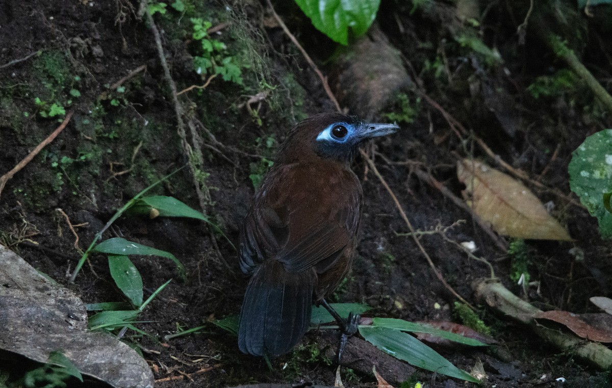 Zeledon's Antbird - ML644658075