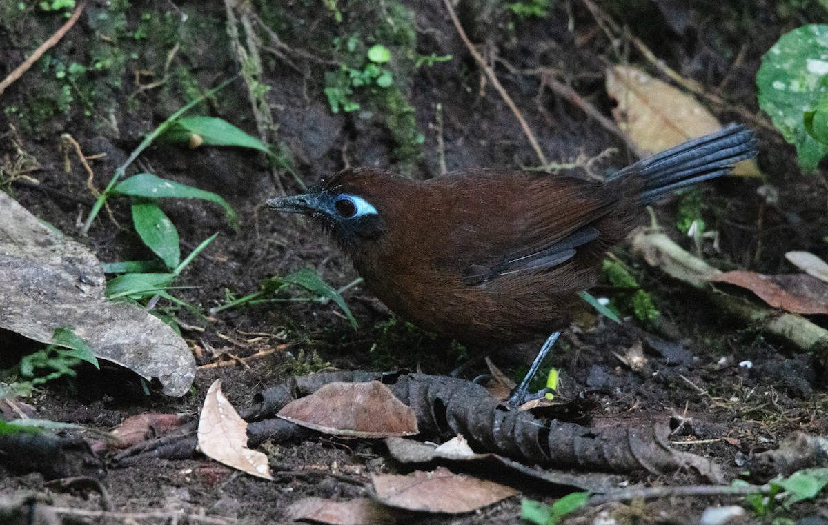 Zeledon's Antbird - ML644658076