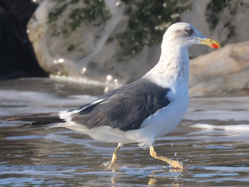 Lesser Black-backed Gull - ML644658085