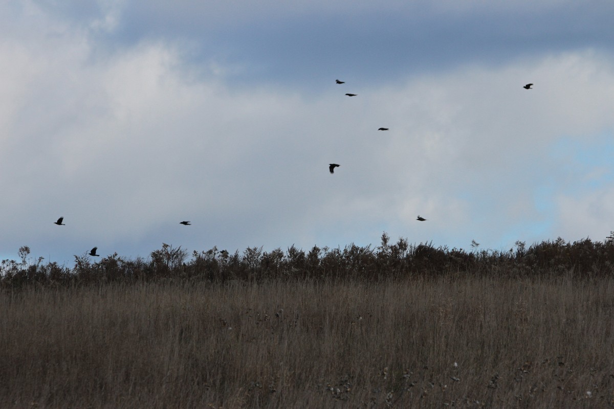 American Crow - ML644658086