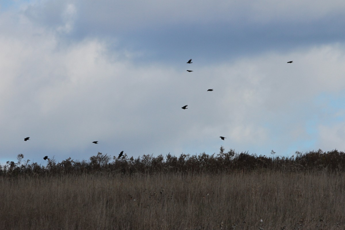 American Crow - ML644658087