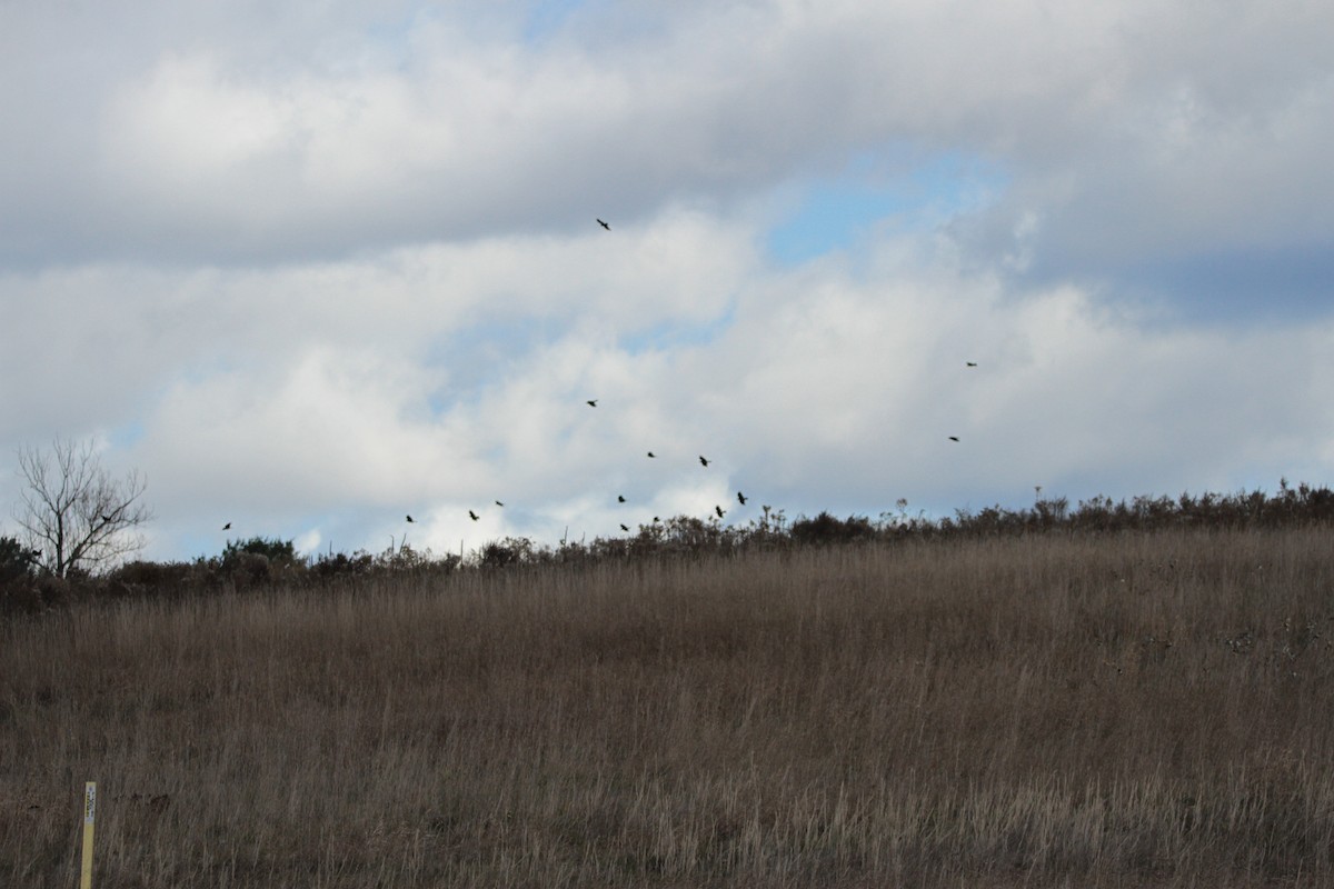 American Crow - ML644658088