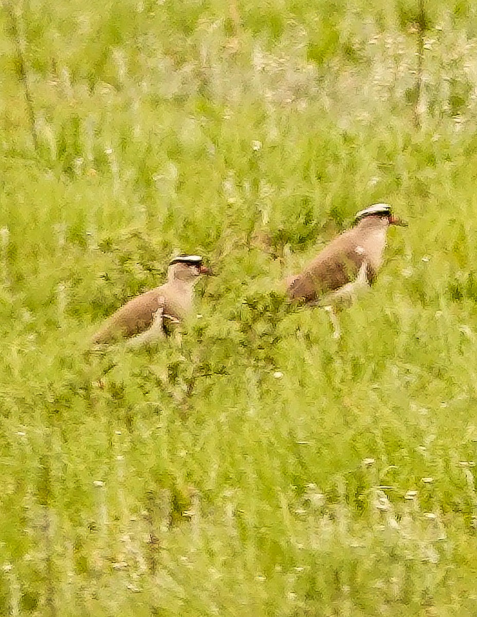 Crowned Lapwing - ML644658096