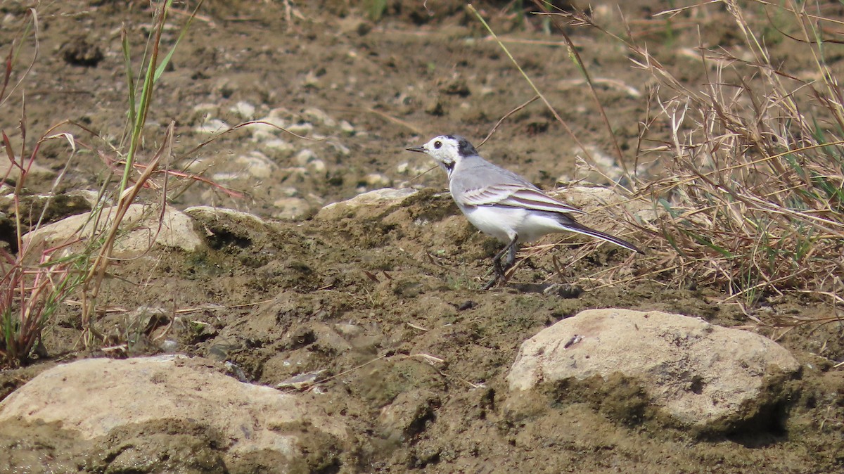 Bergeronnette grise - ML644658108