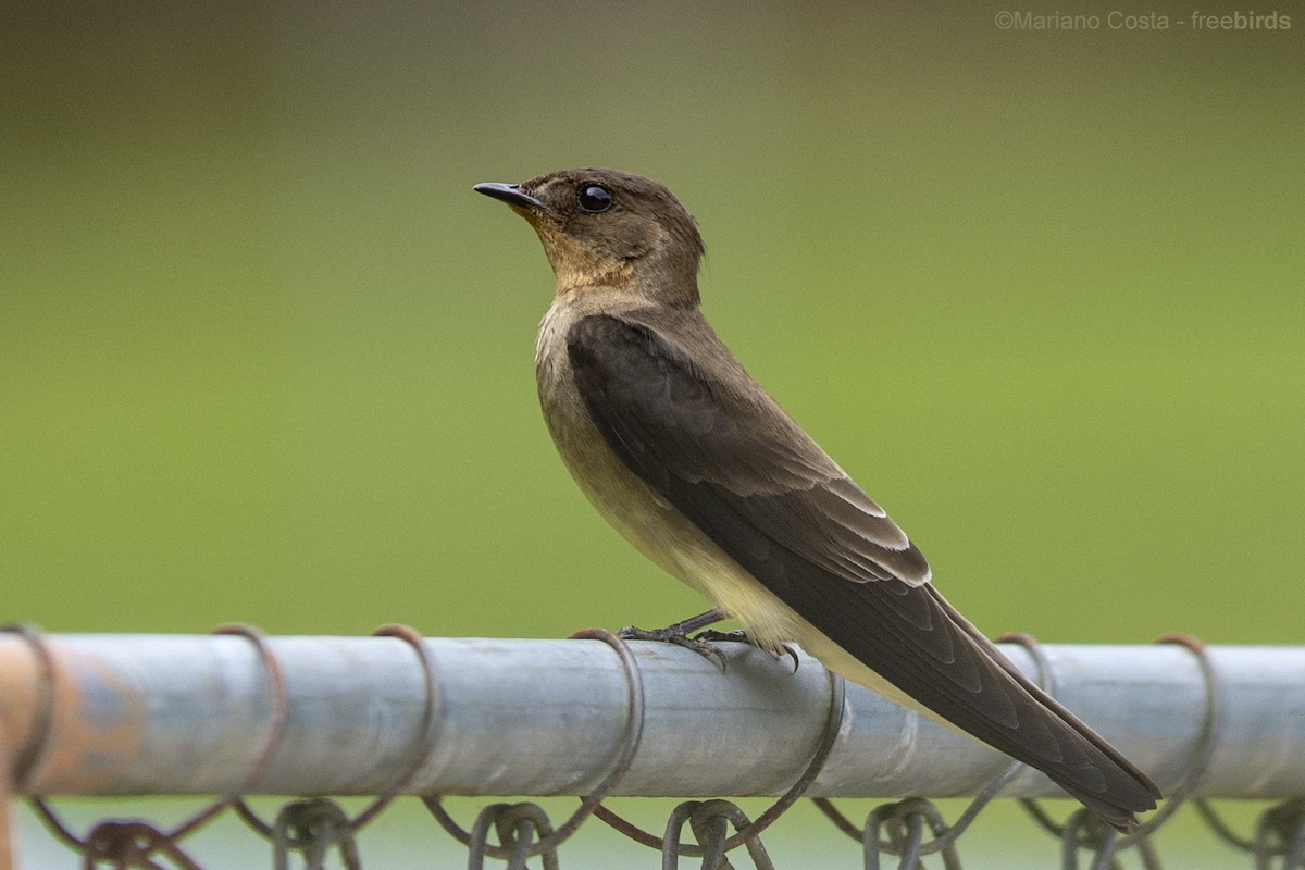 Hirondelle à gorge rousse - ML644658112