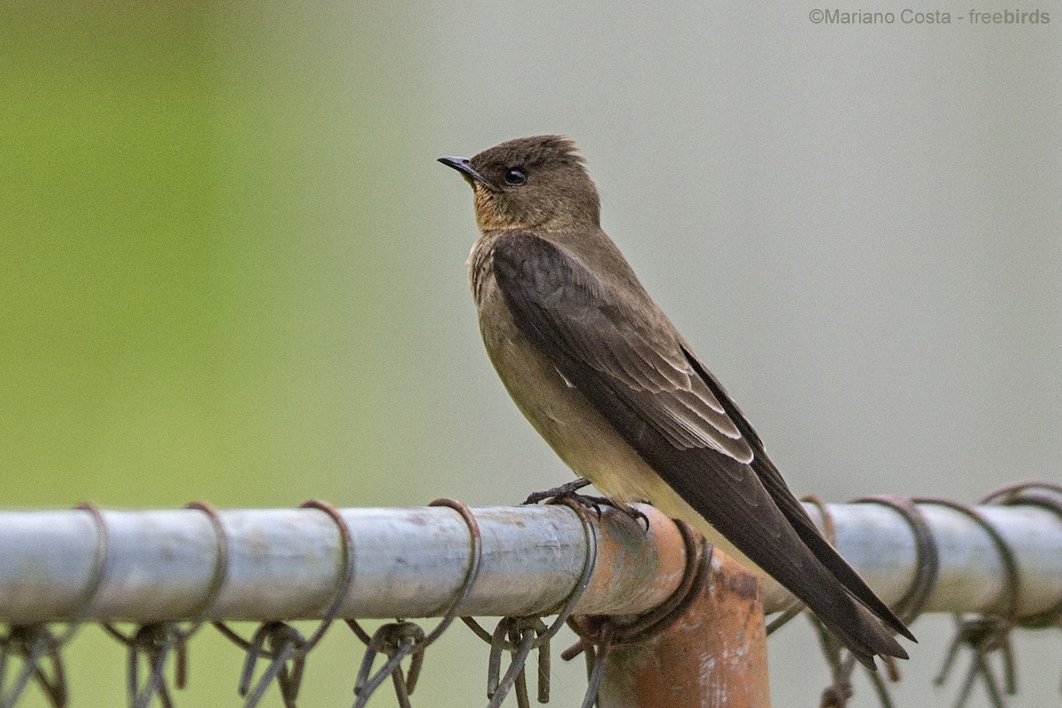 Hirondelle à gorge rousse - ML644658113