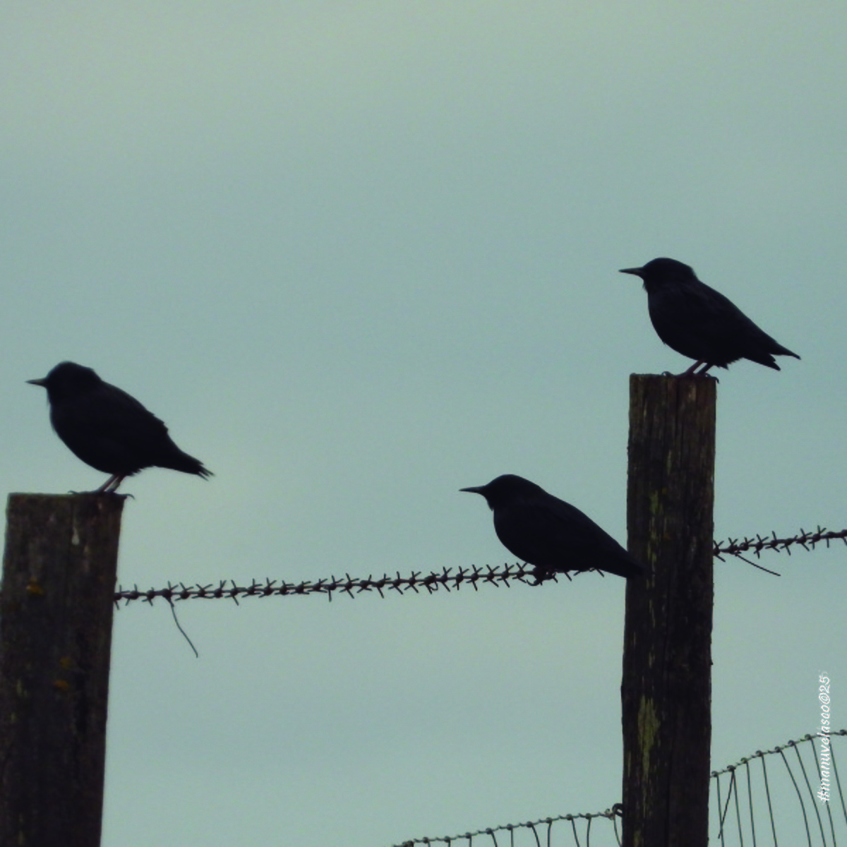 Spotless Starling - ML644658114