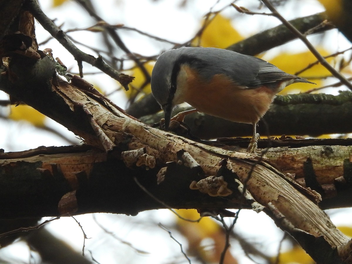 Eurasian Nuthatch - ML644658122