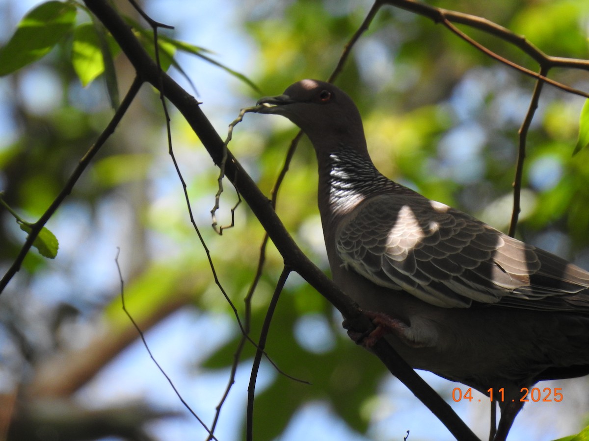 Темнохвостый голубь - ML644658125