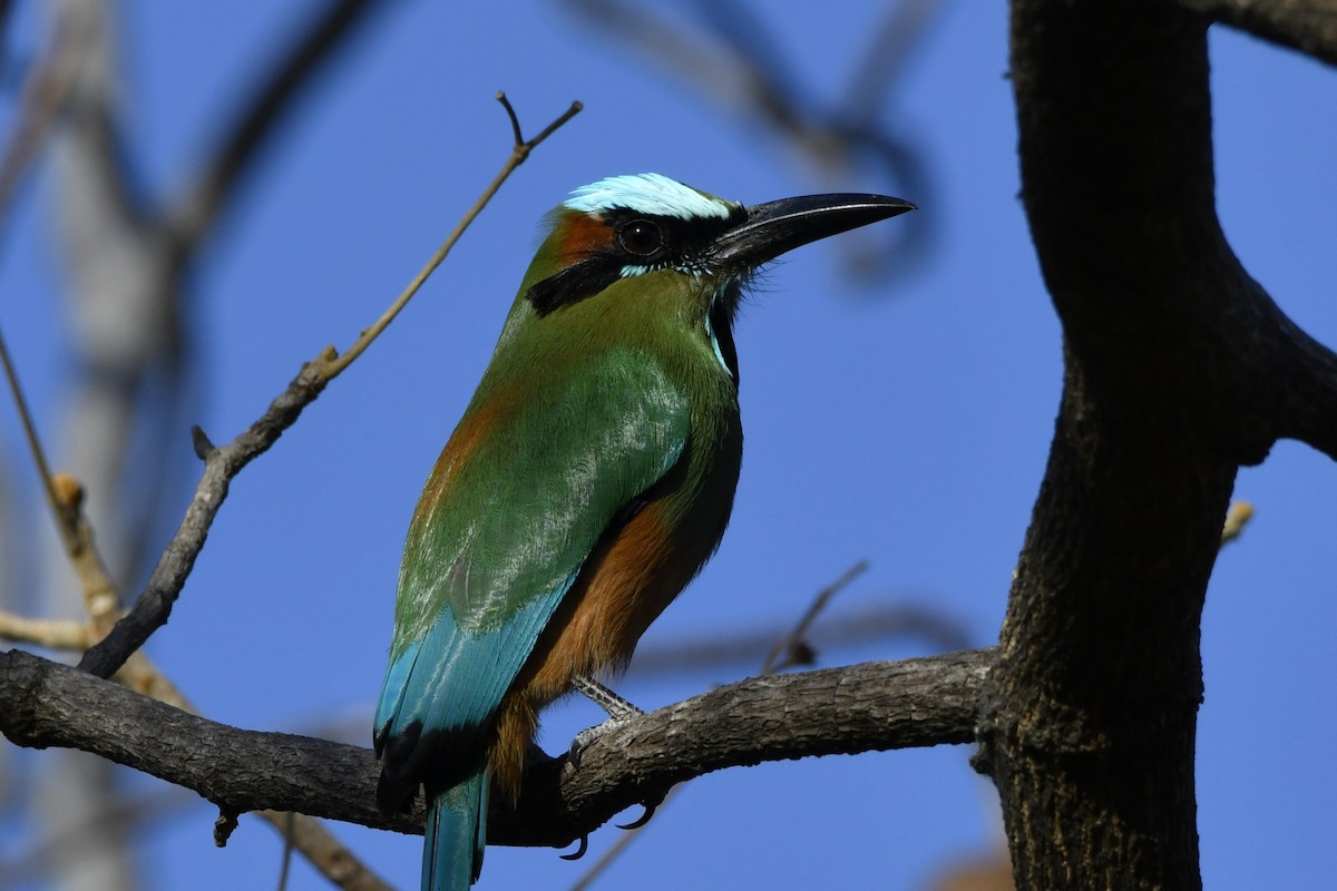 Turquoise-browed Motmot - ML644658126