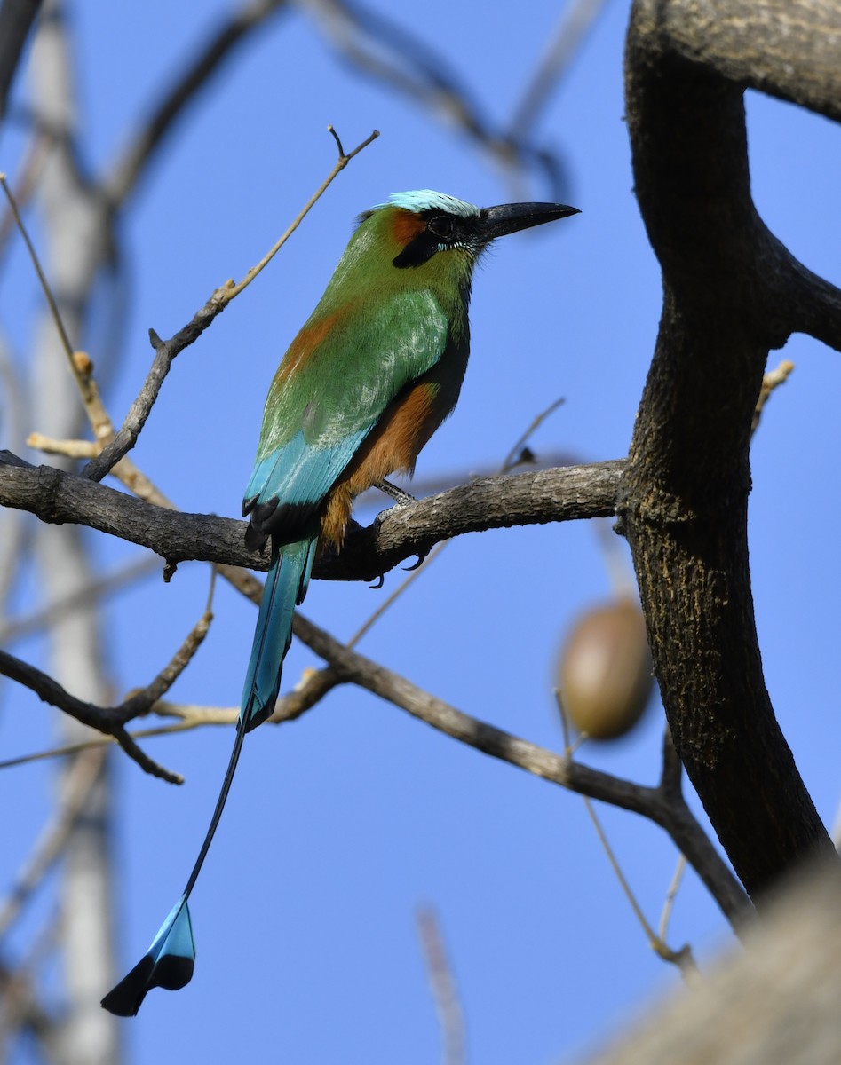 Turquoise-browed Motmot - ML644658127