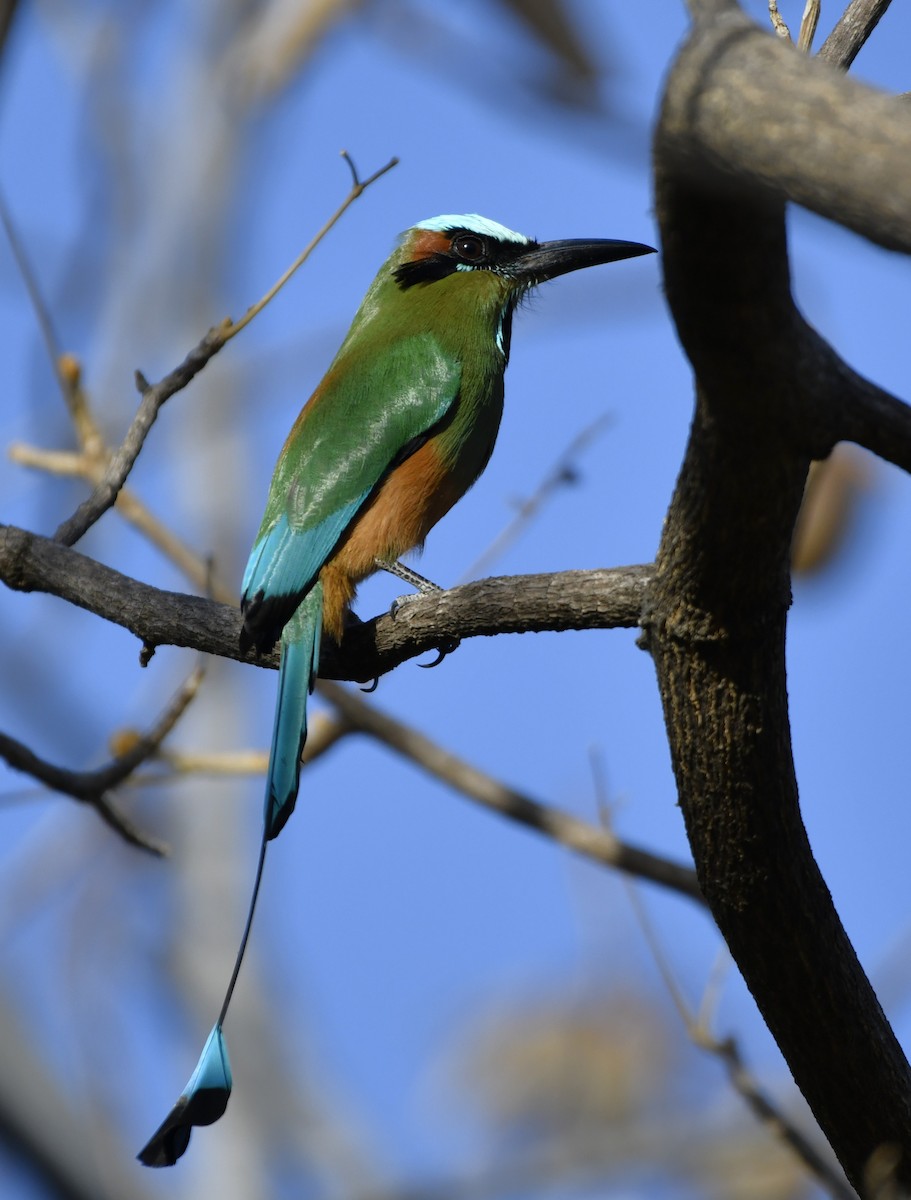 Turquoise-browed Motmot - ML644658128