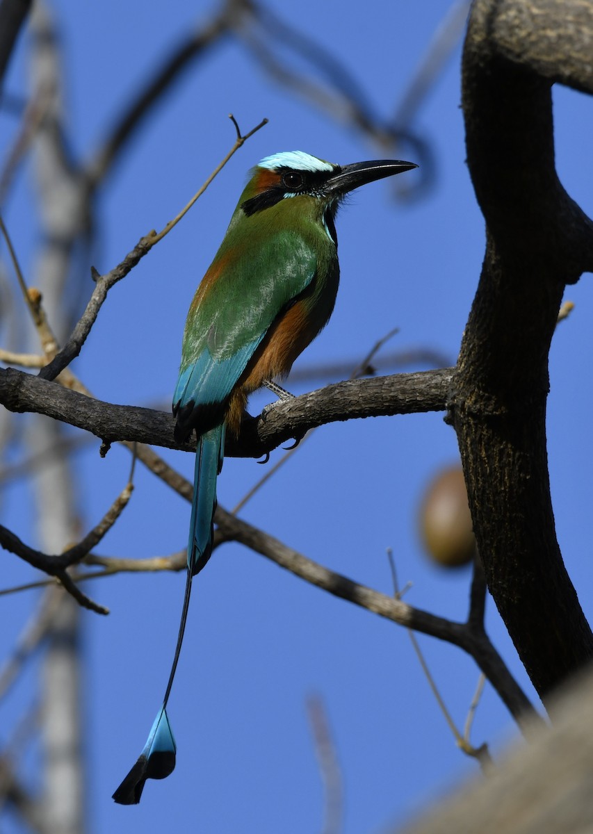 Turquoise-browed Motmot - ML644658130