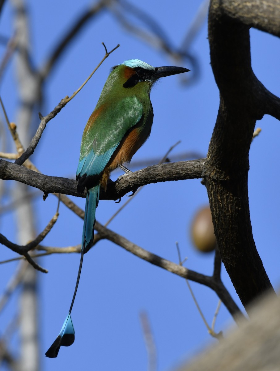 Turquoise-browed Motmot - ML644658133