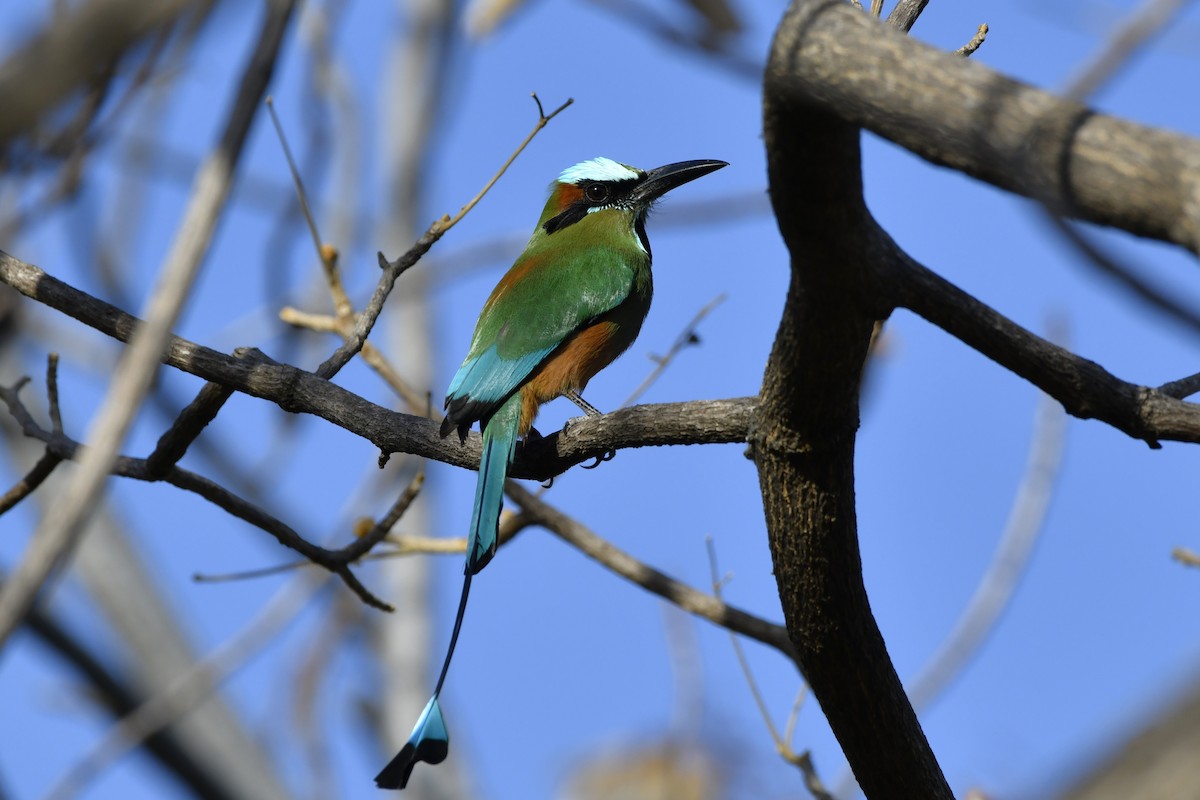 Turquoise-browed Motmot - ML644658134