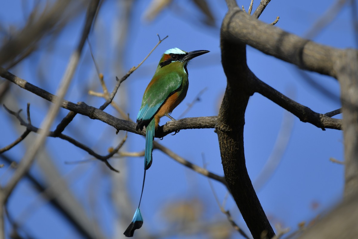 Turquoise-browed Motmot - ML644658135