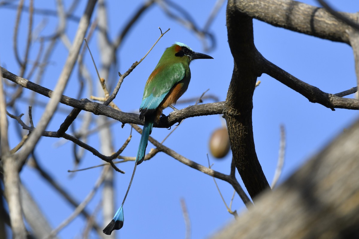 Turquoise-browed Motmot - ML644658136