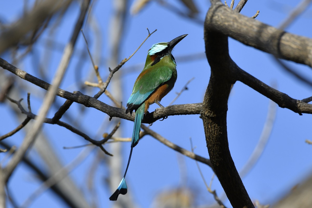 Turquoise-browed Motmot - ML644658137