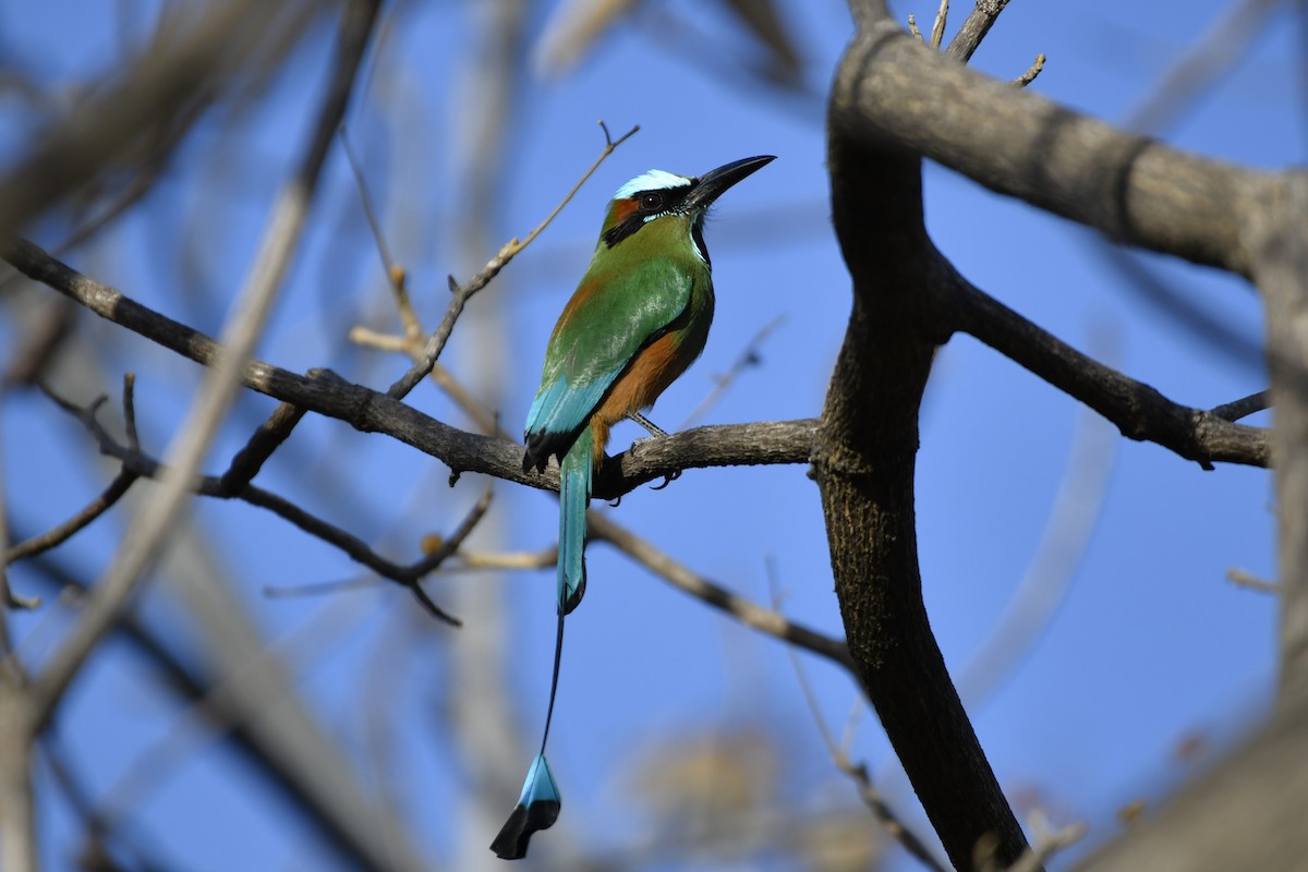 Turquoise-browed Motmot - ML644658138