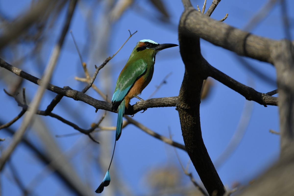 Turquoise-browed Motmot - ML644658140