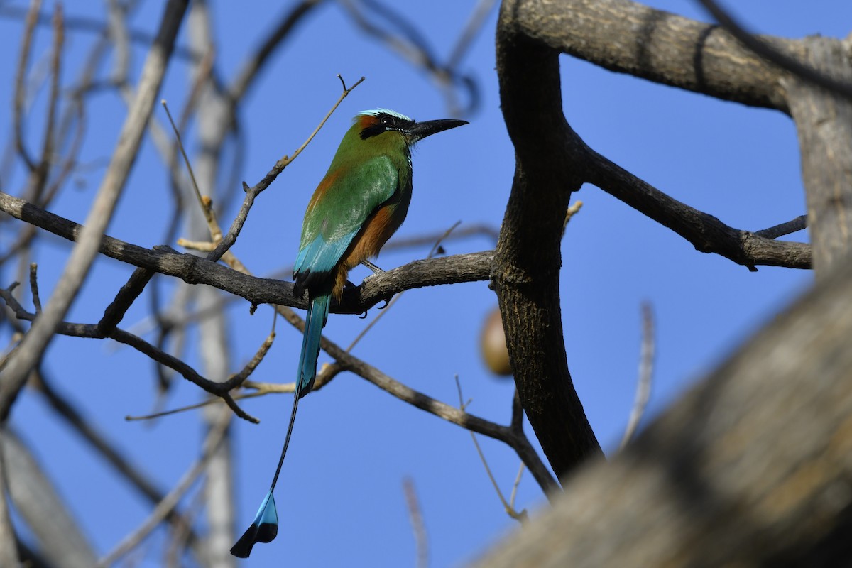 Turquoise-browed Motmot - ML644658141
