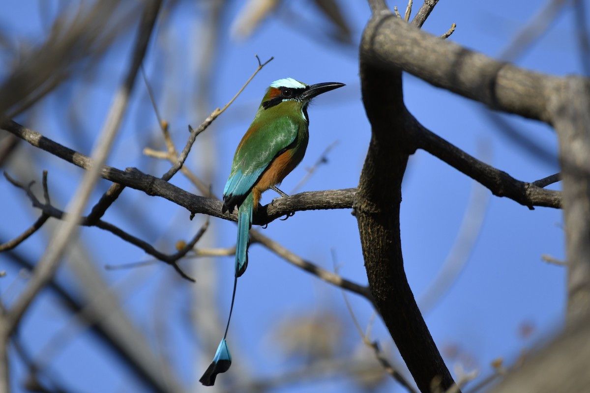 Turquoise-browed Motmot - ML644658142