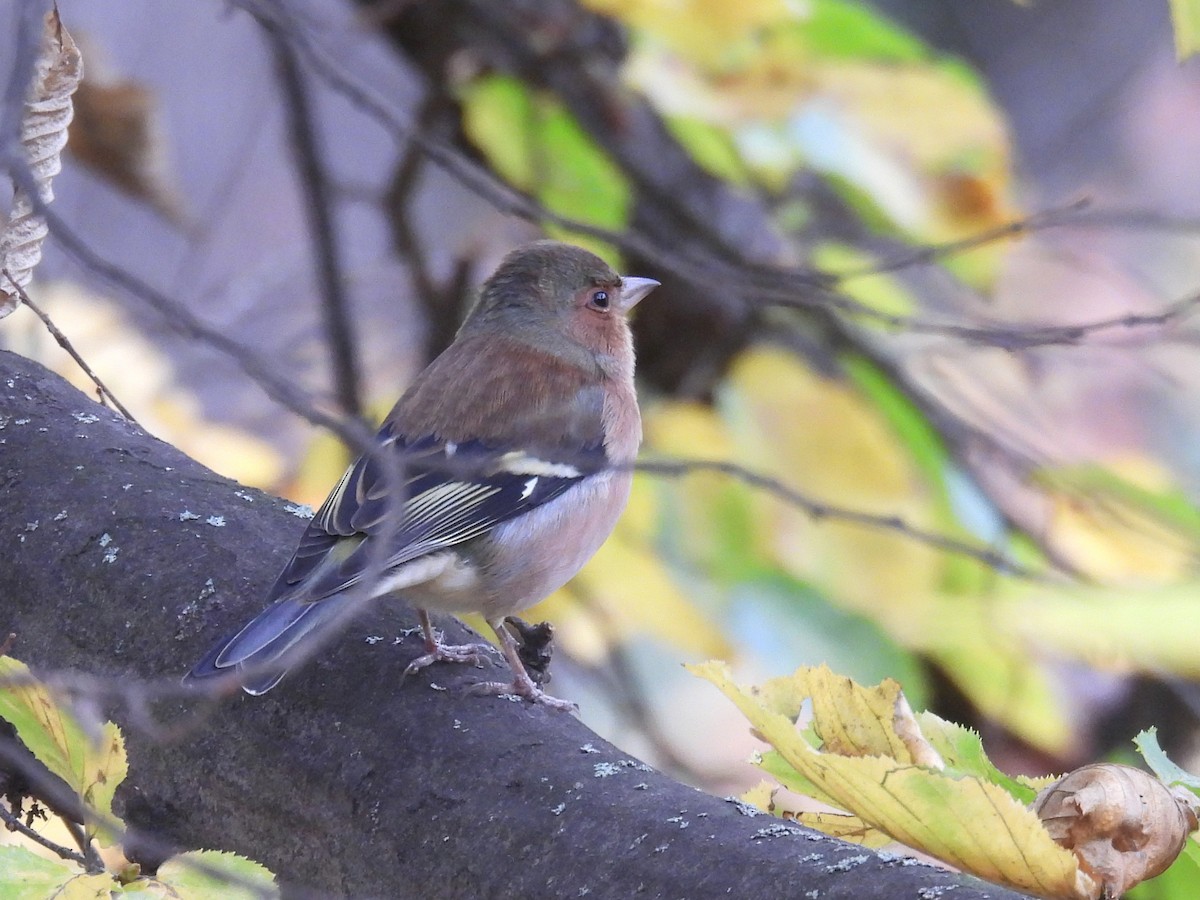 פרוש מצוי - ML644658143