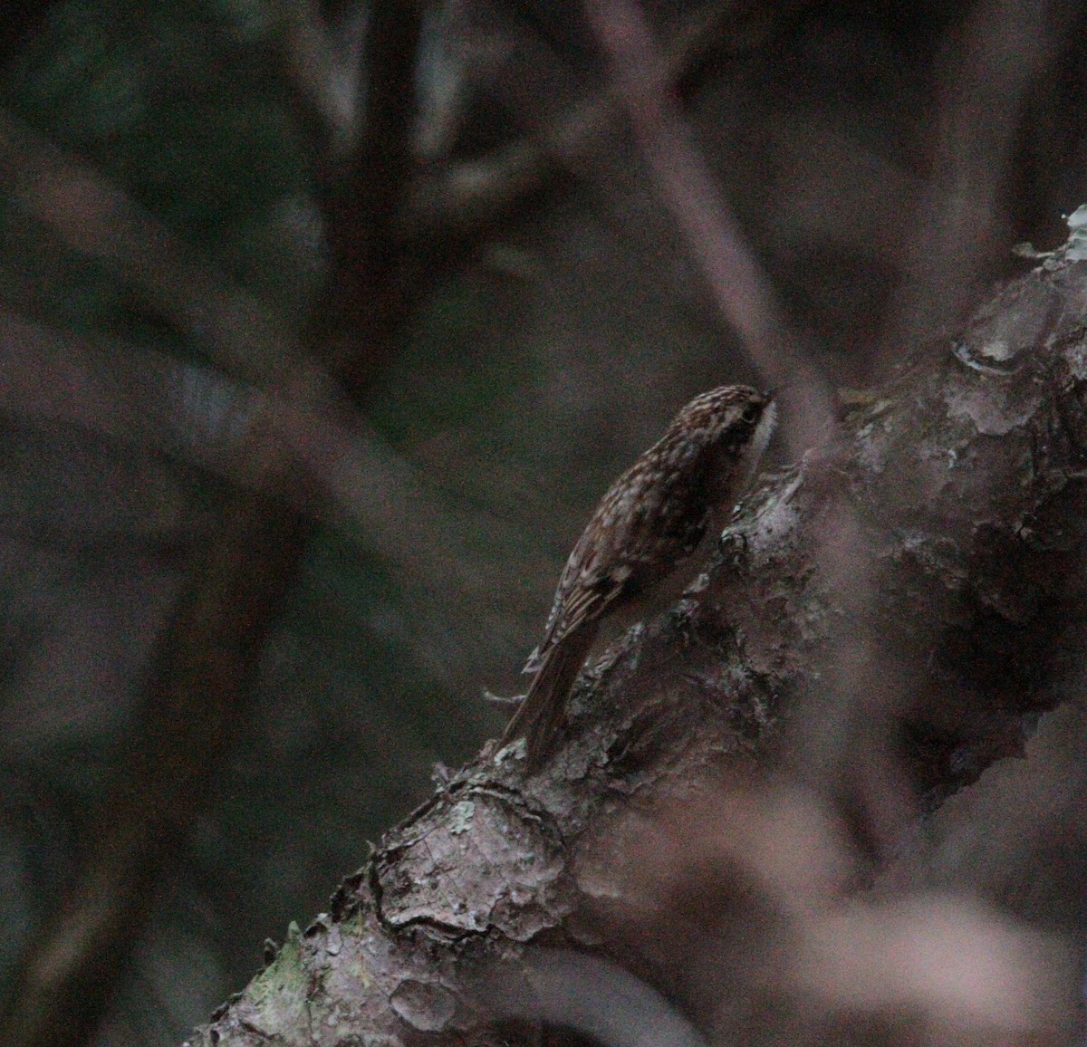 Brown Creeper - ML644658144