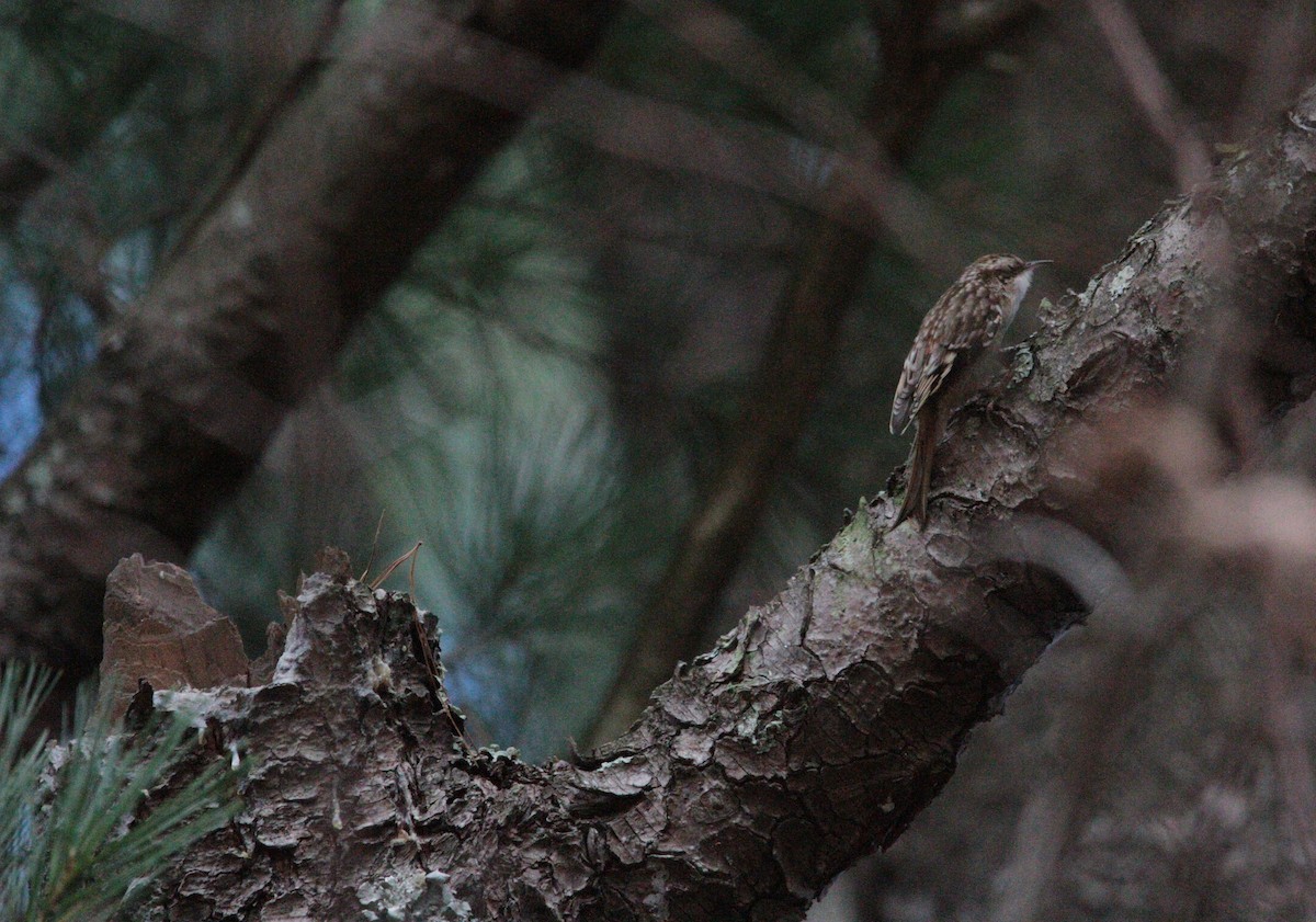 Brown Creeper - ML644658145