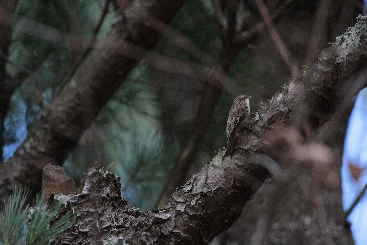 Brown Creeper - ML644658146