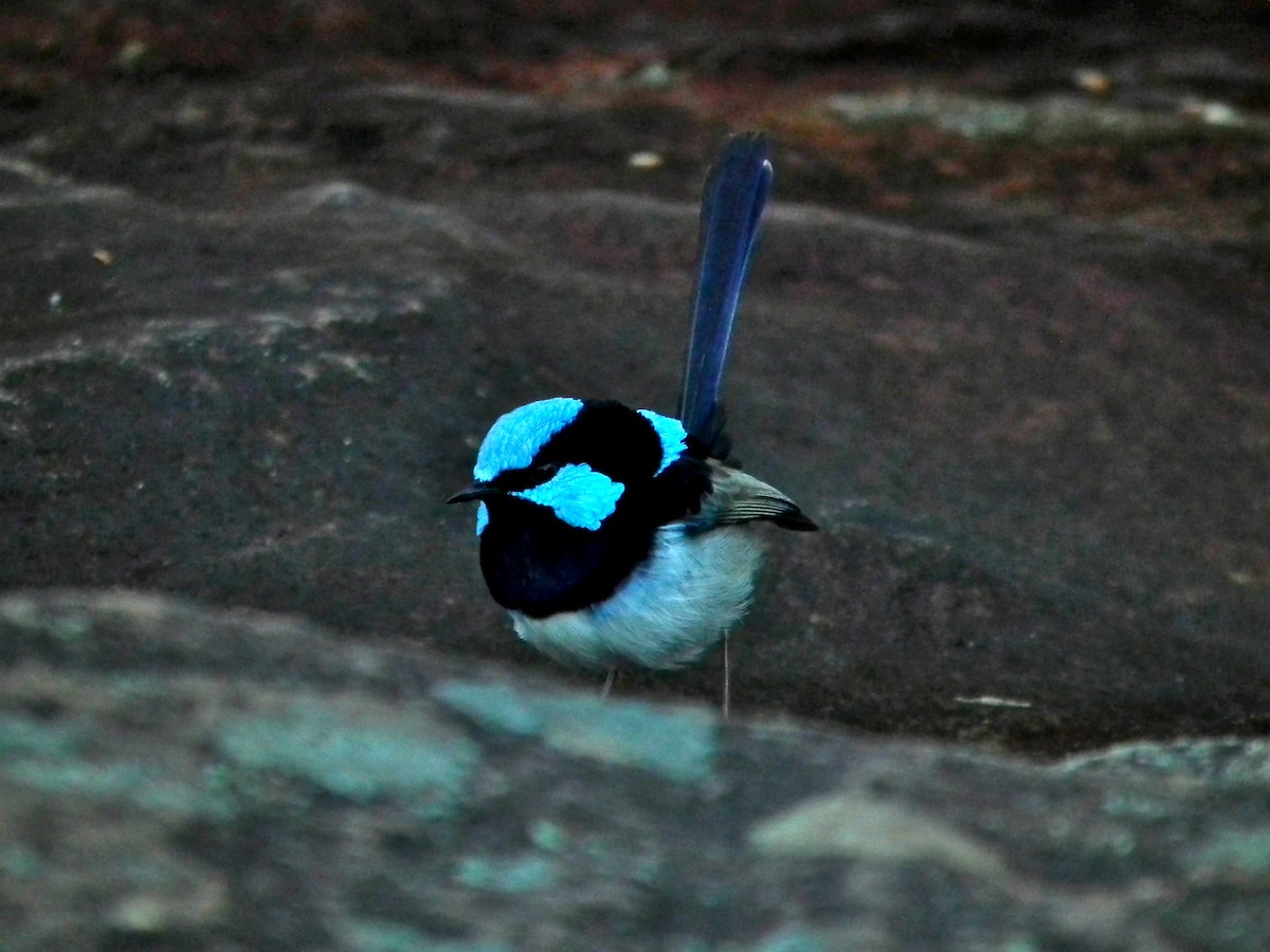 Superb Fairywren - ML644658156