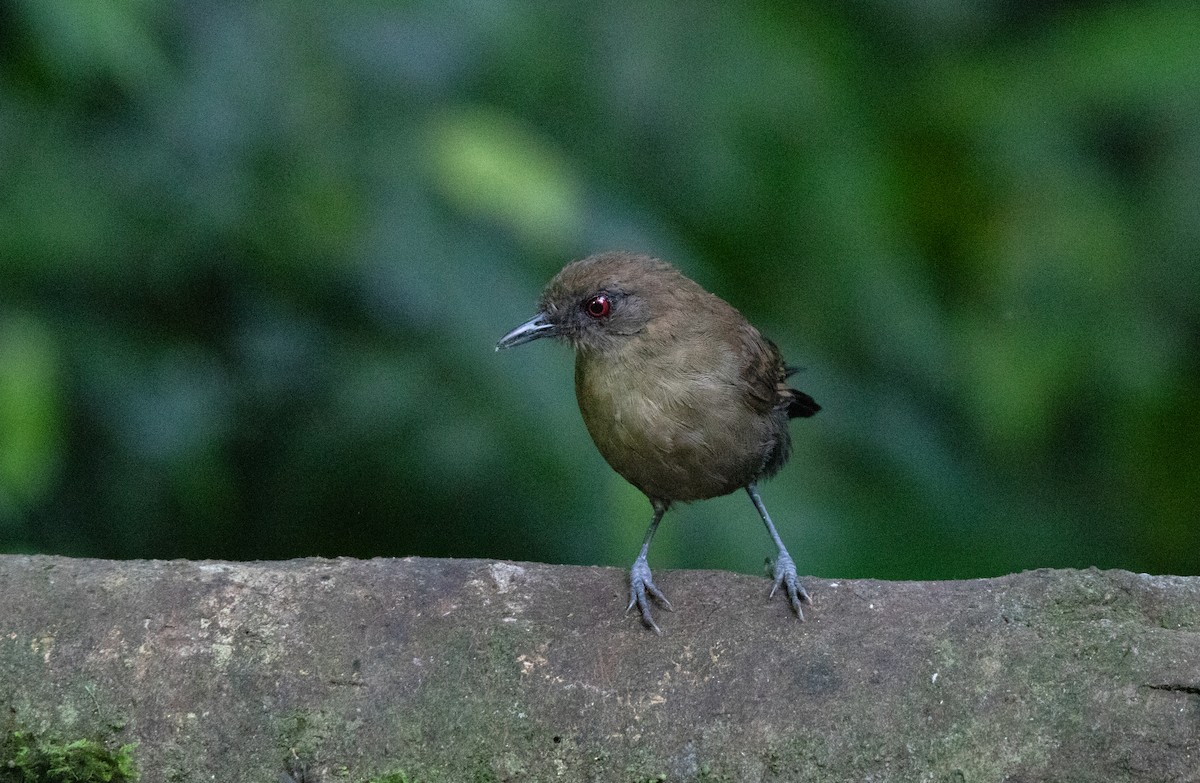 Western Fire-eye - ML644658158