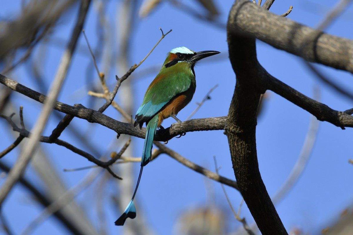 Turquoise-browed Motmot - ML644658162