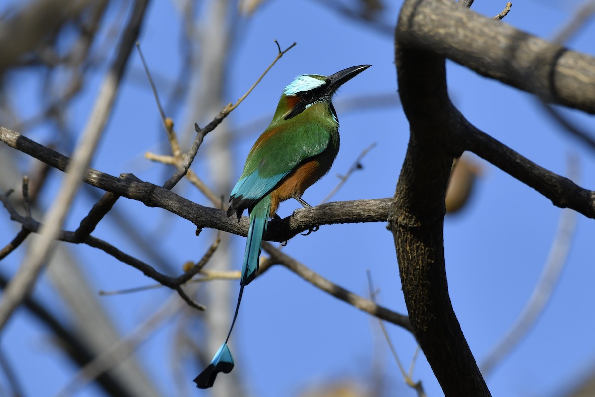 Turquoise-browed Motmot - ML644658163
