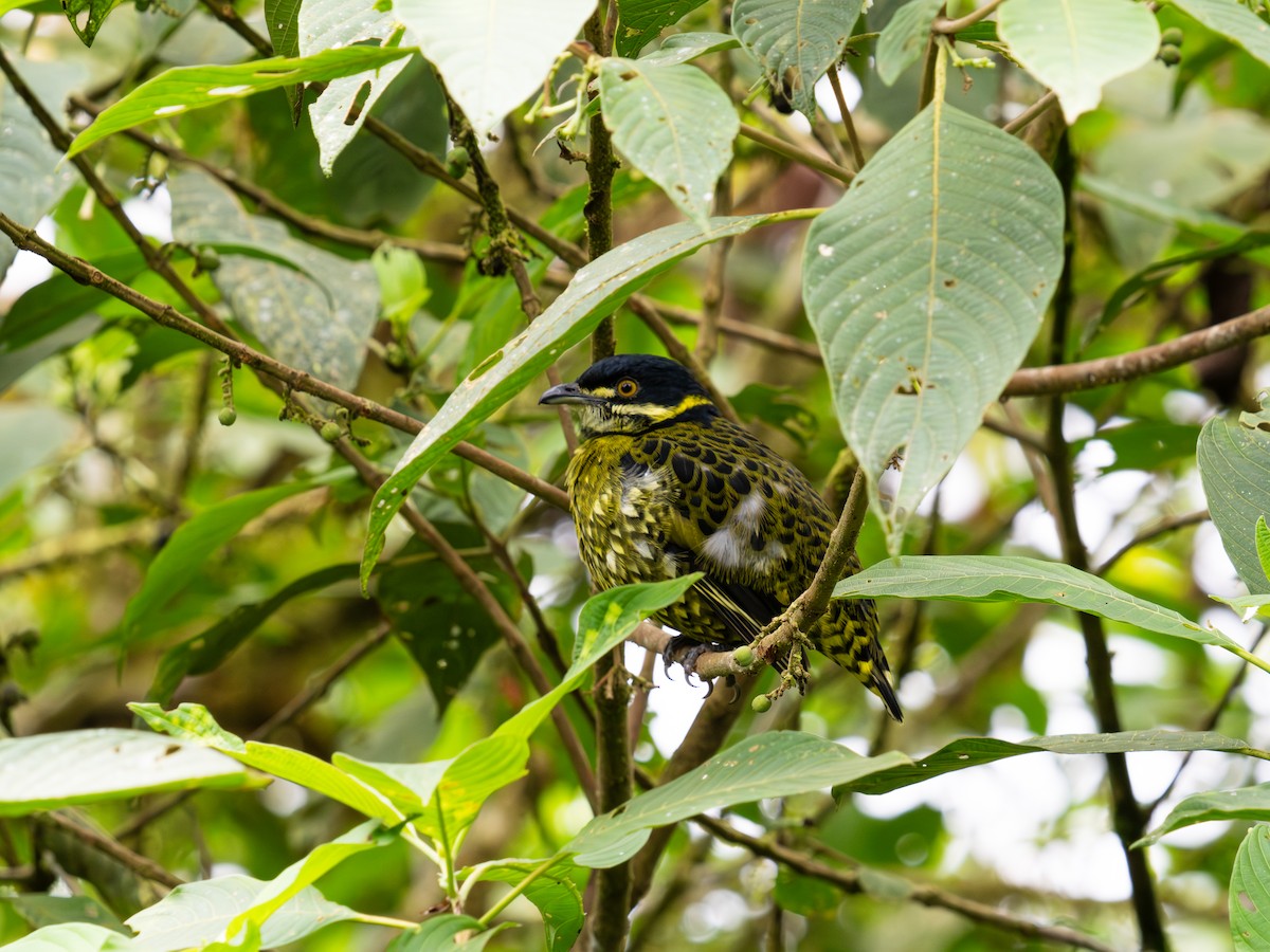 Scaled Fruiteater - ML644658171