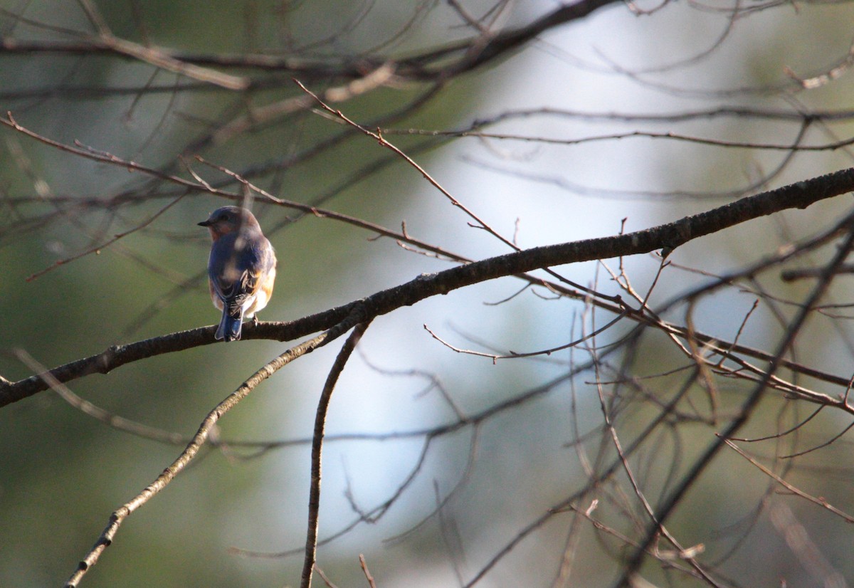 Eastern Bluebird - ML644658173