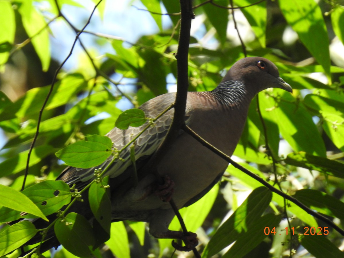 Темнохвостый голубь - ML644658176