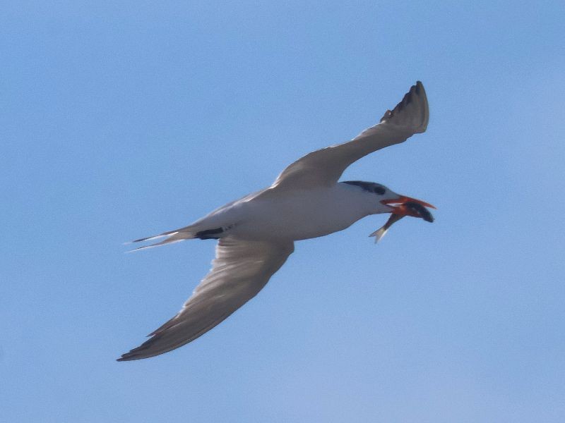Royal Tern - ML644658186