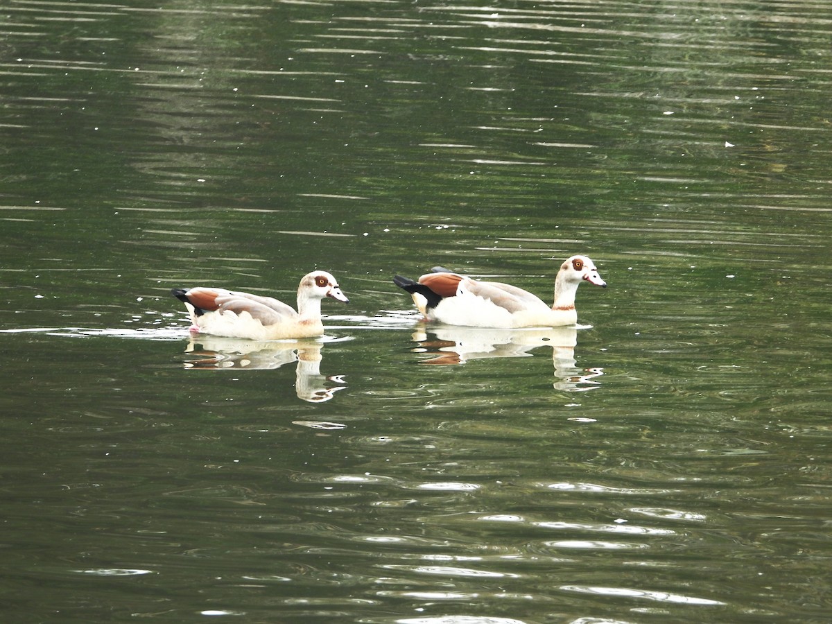 Ouette d'Égypte - ML644658190