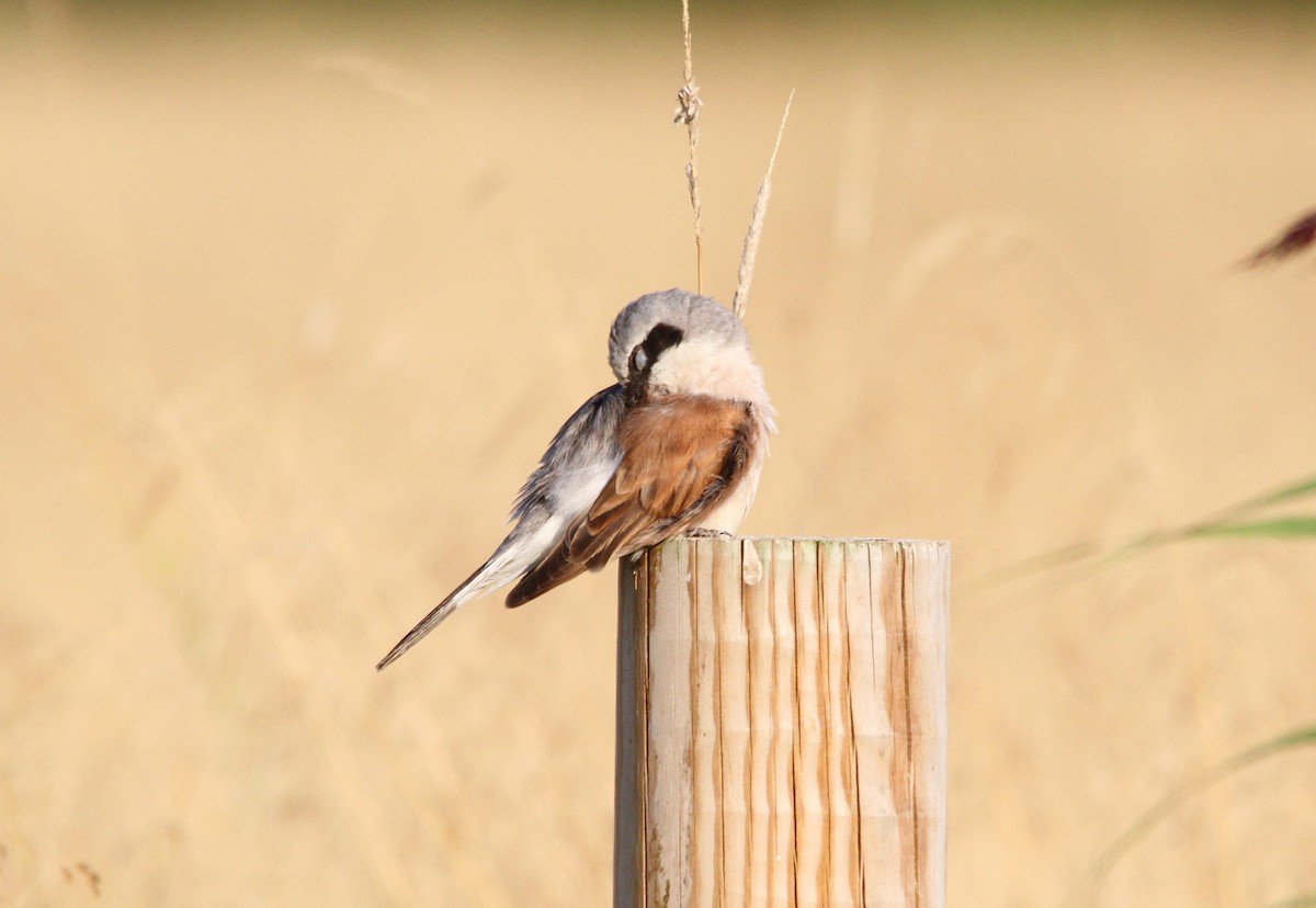 Red-backed Shrike - ML644658198