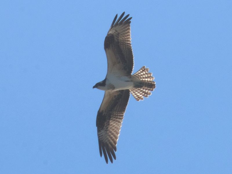 Osprey - ML644658199